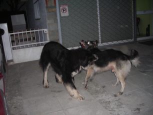 Βρήκαν τα δύο σκυλιά που εγκαταλείφθηκαν στην Τούφα Χαλανδρίου